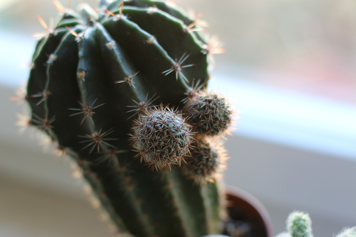 Kaktus eine verkannte Schönheit